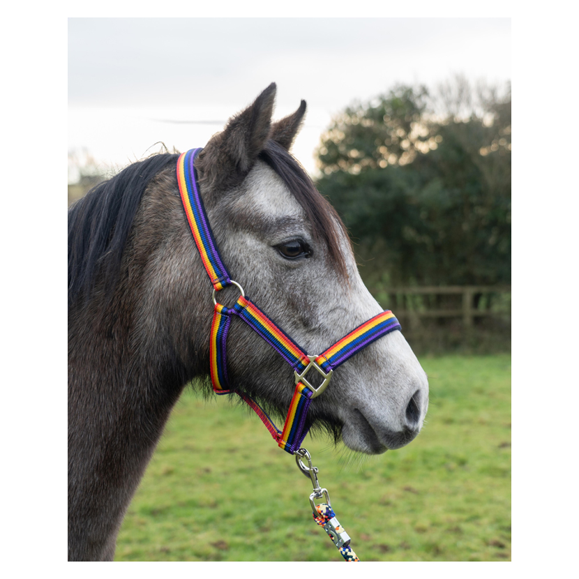Rainbow headcollar sales